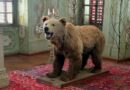 Medvěd z Krásného Dvora se dostal do filmu. Půjde o dobrodružný historický příběh z dánských dějin