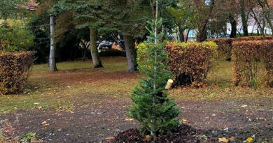 V Ročově začne advent s nově vysazeným vánočním stromem – jedličkou