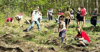 Stovky borovic v blízkosti Žatce, šedesát nových stromků přímo v Lounech. Města a dobrovolníci pomáhají k lepšímu prostředí