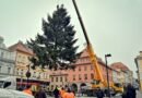 Smrky na náměstích v Lounech i Žatci už jsou připravené. Oba se poprvé rozsvítí v neděli