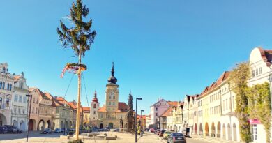 Májka na náměstí v Žatci stojí teprve podruhé. „Krále“ tvoří vysoký smrk, menší břízky jsou dole v květináčích