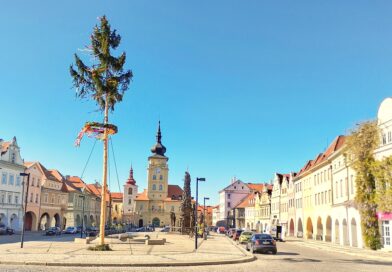 Májka na náměstí v Žatci stojí teprve podruhé. „Krále“ tvoří vysoký smrk, menší břízky jsou dole v květináčích